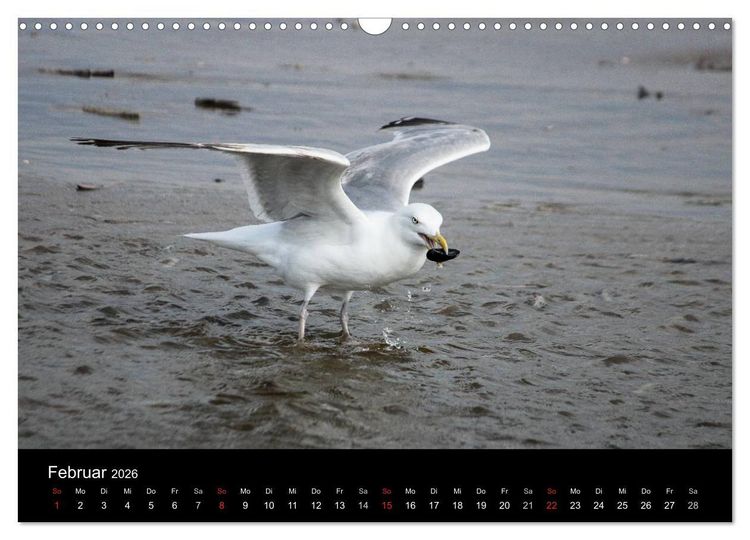 Produktbild: Spontane Fotografie - M&ouml;wen (Wandkalender 2026 DIN A3 quer), CALVENDO Monatskalender