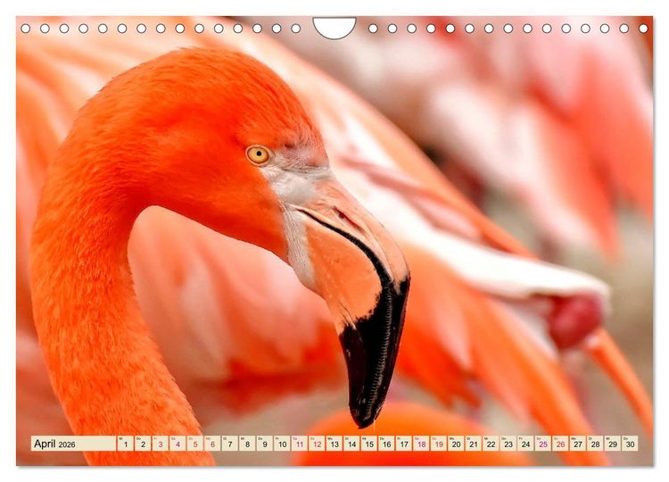 Produktbild: Flamingos - elegante Sch&ouml;nheiten (Wandkalender 2026 DIN A4 quer), CALVENDO Monatskalender