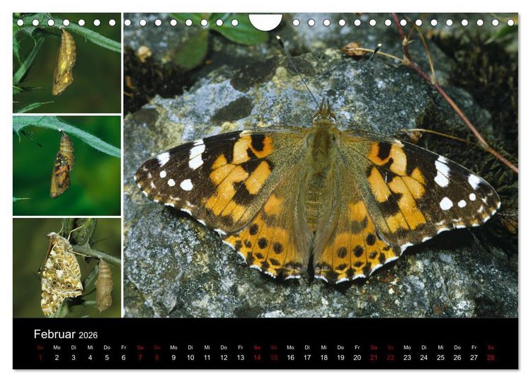 Produktbild: Schmetterlinge - Wunder der Verwandlung (Wandkalender 2026 DIN A4 quer), CALVENDO Monatskalender