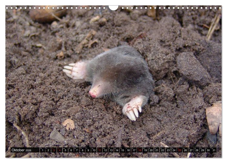 Produktbild: Abneigung und Ekel. Die unbeliebtesten Tiere (Wandkalender 2026 DIN A3 quer), CALVENDO Monatskalender