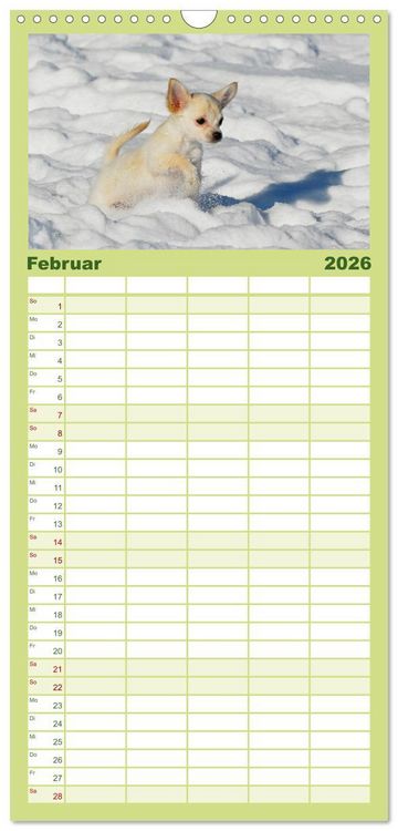 Produktbild: Familienplaner 2026 - Chihuahua - Kleine Hunde ganz gro&szlig; mit 5 Spalten (Wandkalender, 21 x 45 cm) CALVENDO