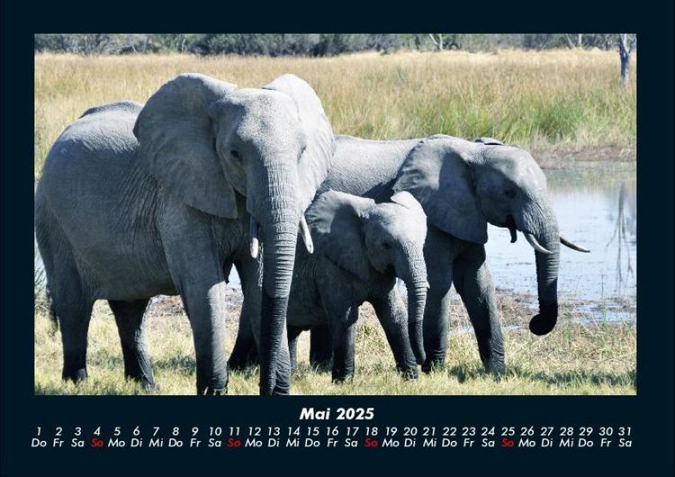 Produktbild: Der Elefantenkalender 2025 Fotokalender DIN A4