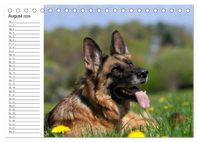 Produktbild: Deutsche Sch&auml;ferhunde - Liebenswerte Graunasen (Tischkalender 2026 DIN A5 quer), CALVENDO Monatskalender