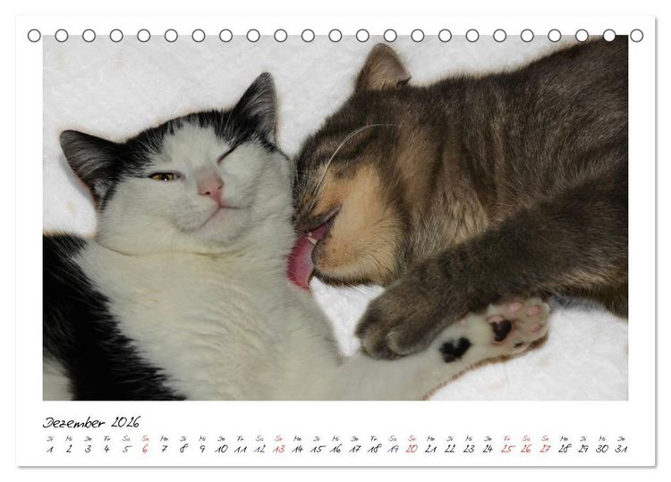 Produktbild: Die Launen der Katzen 2026 (Tischkalender 2026 DIN A5 quer), CALVENDO Monatskalender