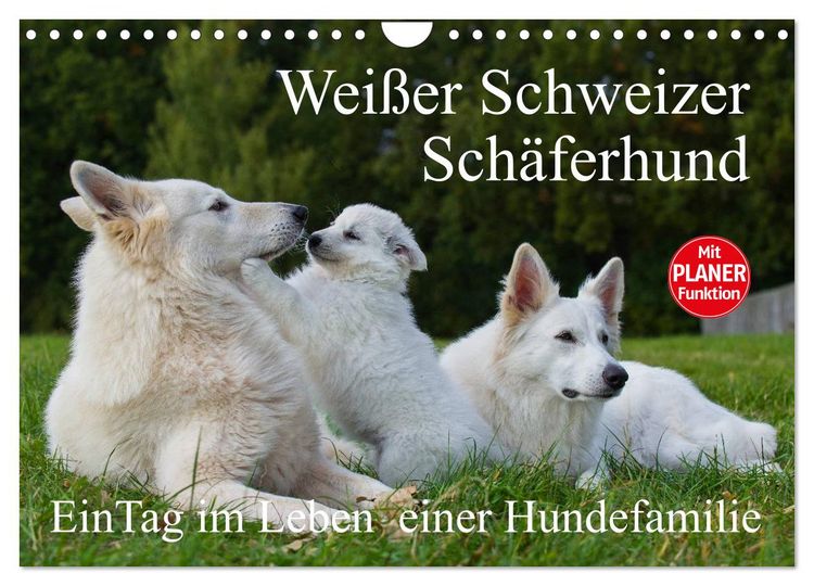 Produktbild: Wei&szlig;er Schweizer Sch&auml;ferhund - Ein Tag im Leben einer Hundefamilie (Wandkalender 2026 DIN A4 quer), CALVENDO Monatskalender