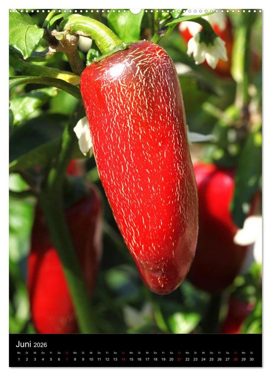 Produktbild: Chilis - H&ouml;llisch scharfe Fr&uuml;chtchen (hochwertiger Premium Wandkalender 2026 DIN A2 hoch), Kunstdruck in Hochglanz
