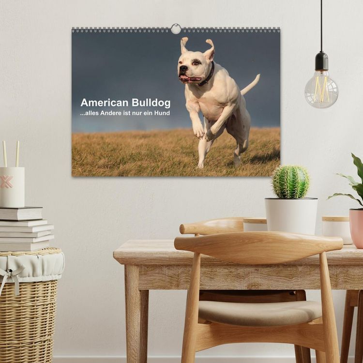 Produktbild: American Bulldog - alles Andere ist nur ein Hund (Wandkalender 2026 DIN A3 quer), CALVENDO Monatskalender