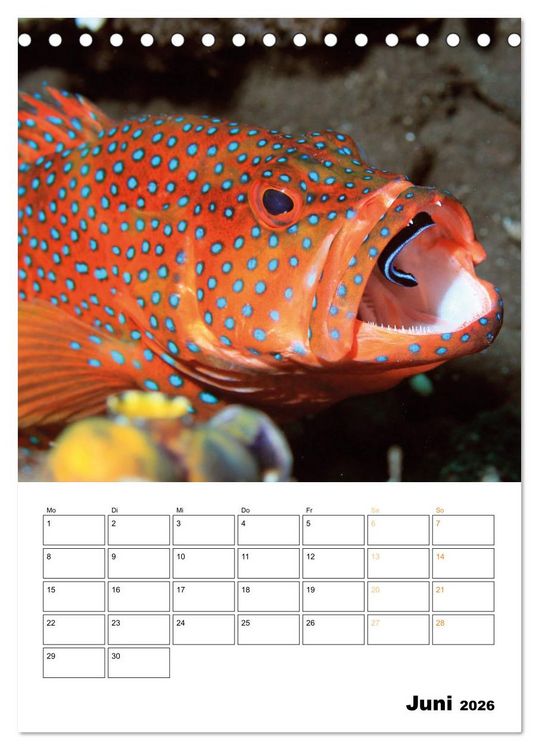 Produktbild: Farbrausch unter Wasser: Fische am Riff (Tischkalender 2026 DIN A5 hoch), CALVENDO Monatskalender