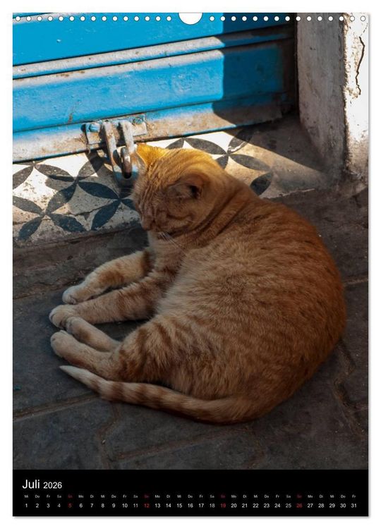 Produktbild: Katzen in Marokko (Wandkalender 2026 DIN A3 hoch), CALVENDO Monatskalender