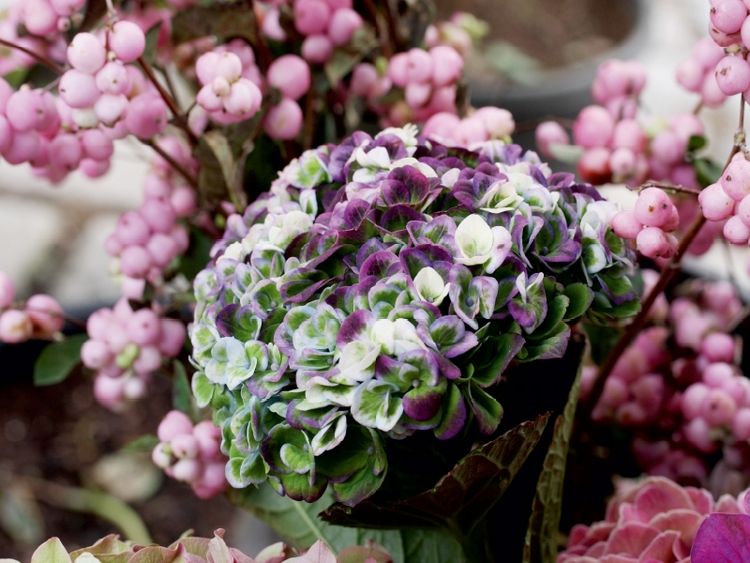 Produktbild: Hortensie (Puzzle)
