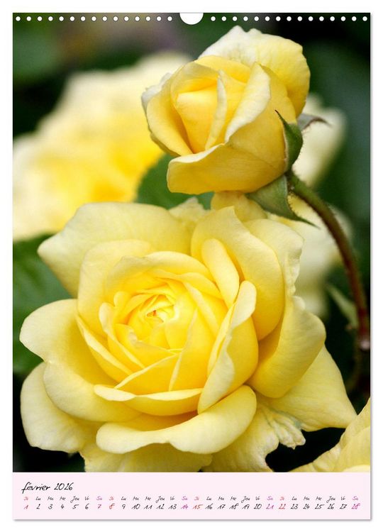 Produktbild: Une f&ecirc;te des roses (Calendrier mural 2026 DIN A3 horizontal), CALVENDO calendrier mensuel