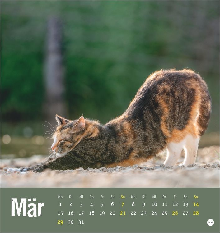 Produktbild: Tierisch entspannte Katzen Postkartenkalender 2027