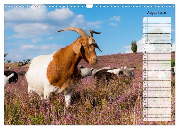 Produktbild: Geliebte Tiere auf dem Bauernhof (Wandkalender 2026 DIN A3 quer), CALVENDO Monatskalender