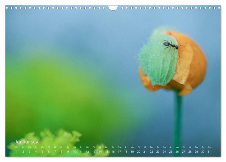 Produktbild: Eine Safari im Garten (Wandkalender 2026 DIN A3 quer), CALVENDO Monatskalender