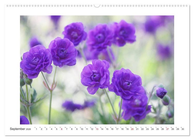 Produktbild: Bl&uuml;ten eines Sommers (hochwertiger Premium Wandkalender 2026 DIN A2 quer), Kunstdruck in Hochglanz