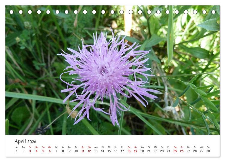 Produktbild: &Uuml;ber die Alpen - Auf dem E5 von Oberstdorf nach Meran (Tischkalender 2026 DIN A5 quer), CALVENDO Monatskalender
