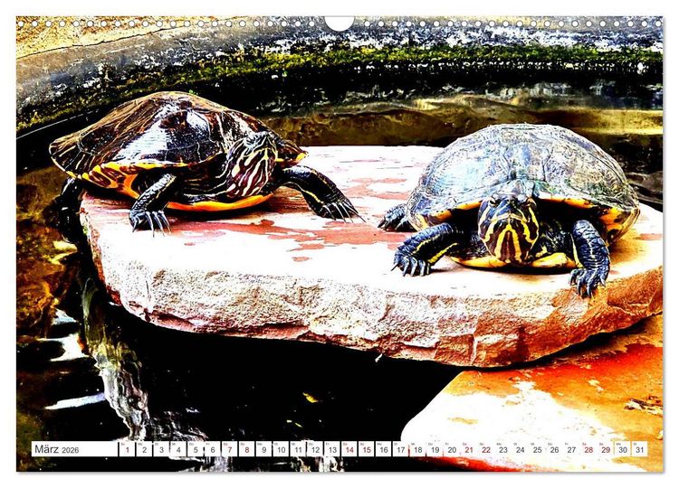 Produktbild: Schmuckschildkr&ouml;ten - Schmuckst&uuml;cke der Natur (Wandkalender 2026 DIN A3 quer), CALVENDO Monatskalender