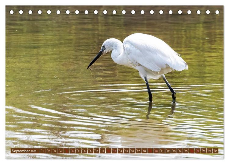 Produktbild: Die Vogelwelt der Camargue (Tischkalender 2026 DIN A5 quer), CALVENDO Monatskalender