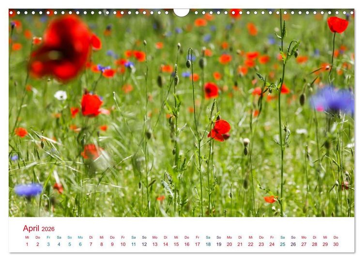 Produktbild: Mohnblumen (Wandkalender 2026 DIN A3 quer), CALVENDO Monatskalender