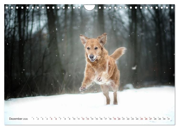 Produktbild: Golden Retriever Hailey Fotokalender (Wandkalender 2026 DIN A4 quer), CALVENDO Monatskalender