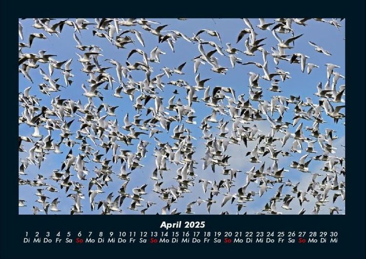 Produktbild: V&ouml;gel 2025 Fotokalender DIN A4
