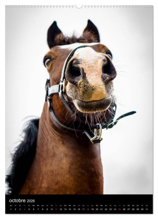 Produktbild: Chevaux en Portraits (Calendrier mural 2026 DIN A2 horizontal) calendrier de bureau