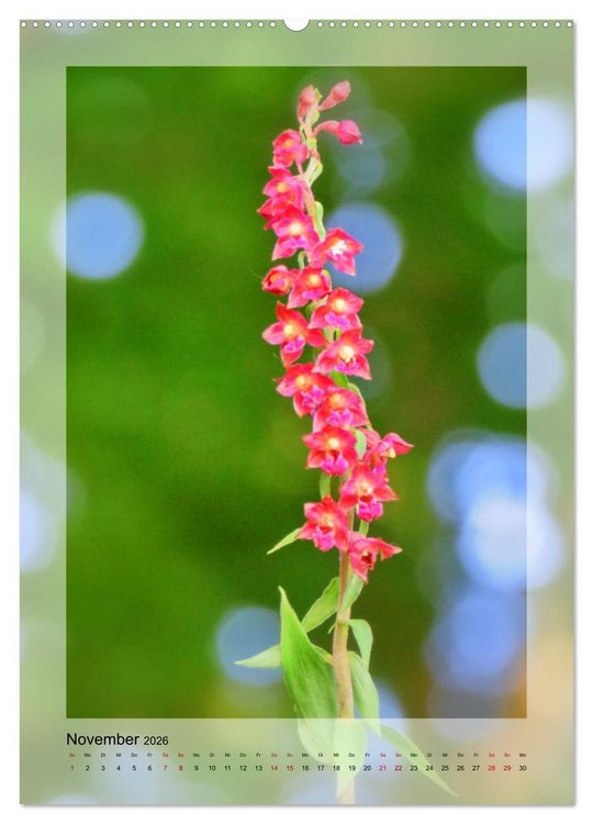 Produktbild: Deutschlands wilde Orchideen (hochwertiger Premium Wandkalender 2026 DIN A2 hoch), Kunstdruck in Hochglanz