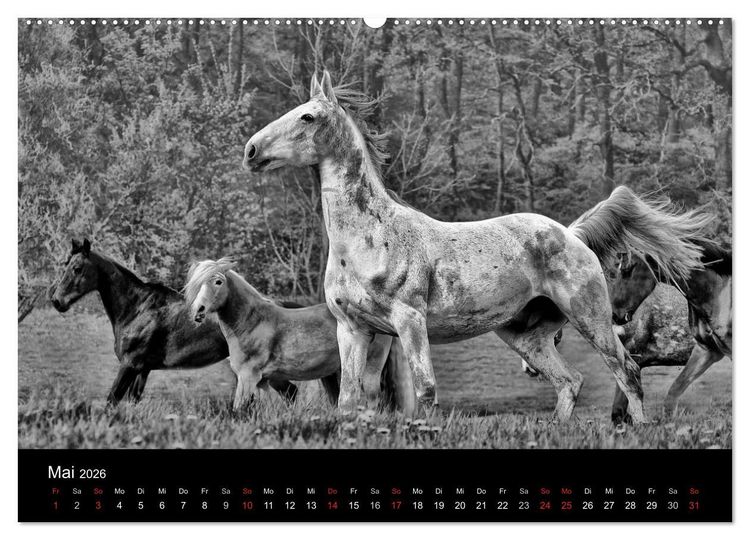 Produktbild: Pferde 2026 Wild Thing (Wandkalender 2026 DIN A2 quer), CALVENDO Monatskalender