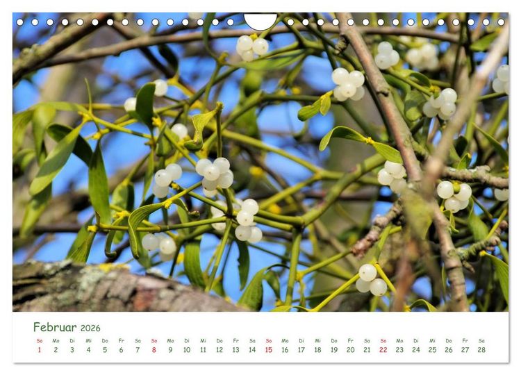 Produktbild: Arzneipflanzen (Wandkalender 2026 DIN A4 quer), CALVENDO Monatskalender