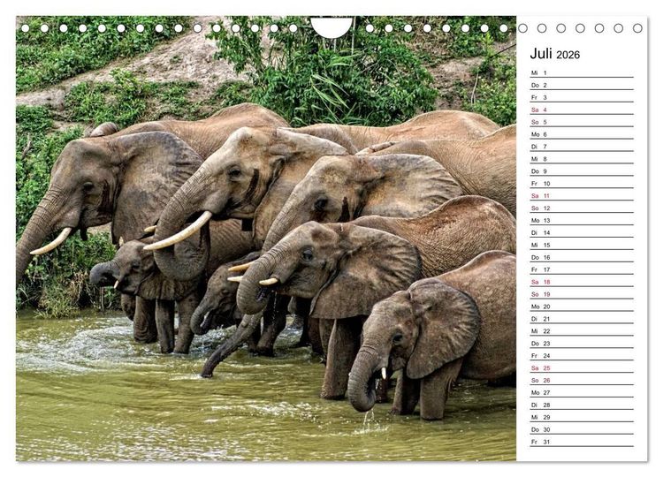 Produktbild: Elefanten . Wildlife in Kenia (Wandkalender 2026 DIN A4 quer), CALVENDO Monatskalender