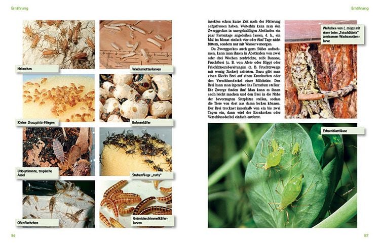 Produktbild: Tagaktive Zwerggeckos der Gattung Lygodactylus