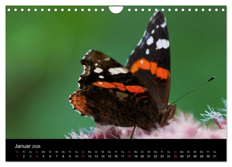 Produktbild: Heimische Schmetterlinge (Wandkalender 2026 DIN A4 quer), CALVENDO Monatskalender