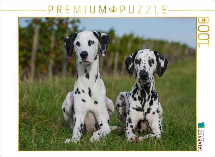 Produktbild: CALVENDO Puzzle Dalmatiner in den Weinbergen | 1000 Teile Lege-Gr&ouml;&szlig;e 64x48cm Foto-Puzzle f&uuml;r gl&uuml;ckliche Stunden
