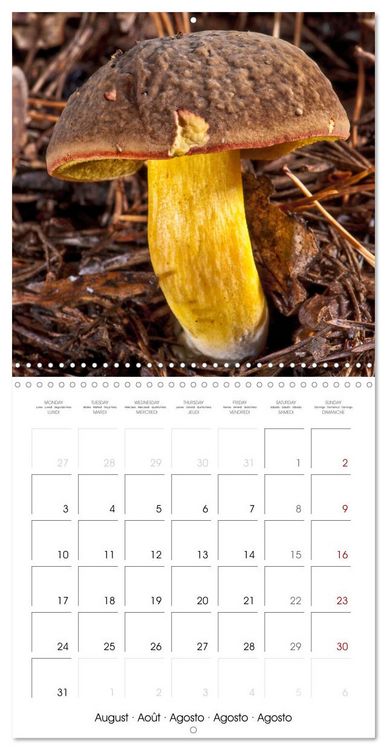 Produktbild: Champignons grignot&eacute;s (Calendrier mural carr&eacute; 2026 30x30 cm) Calendrier double avec une page pour vos prises de notes
