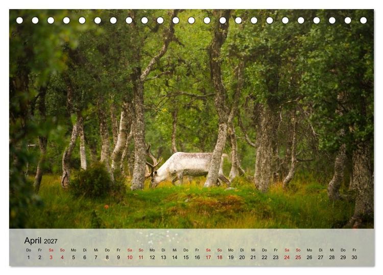 Produktbild: Magische Tiermomente (Tischkalender 2027 DIN A5 quer), CALVENDO Monatskalender