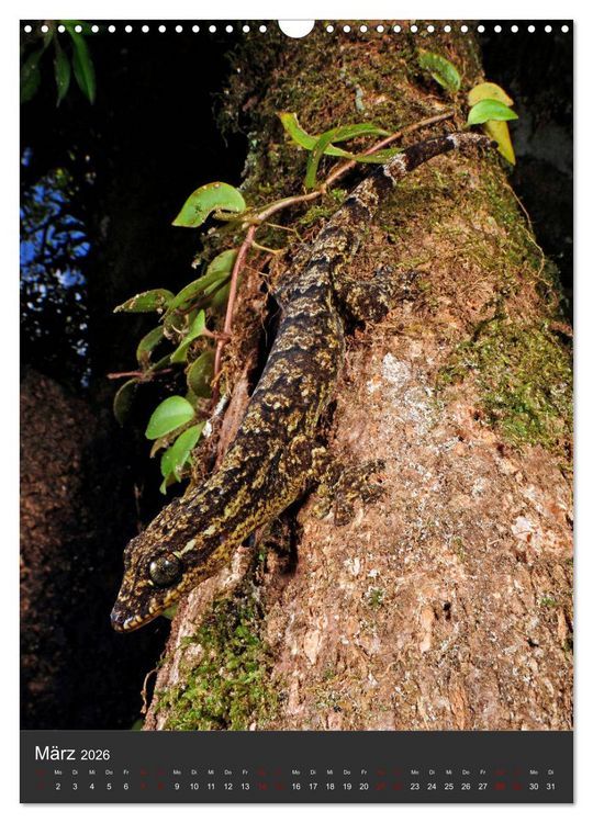 Produktbild: GECKOS (Wandkalender 2026 DIN A3 hoch), CALVENDO Monatskalender