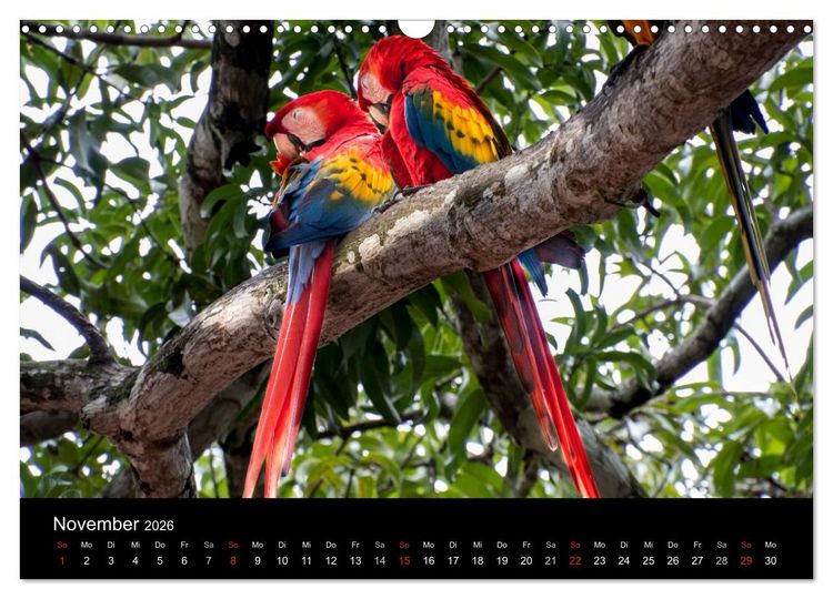 Produktbild: Costa Rica. Faszinierende Tierwelt (Wandkalender 2026 DIN A3 quer), CALVENDO Monatskalender