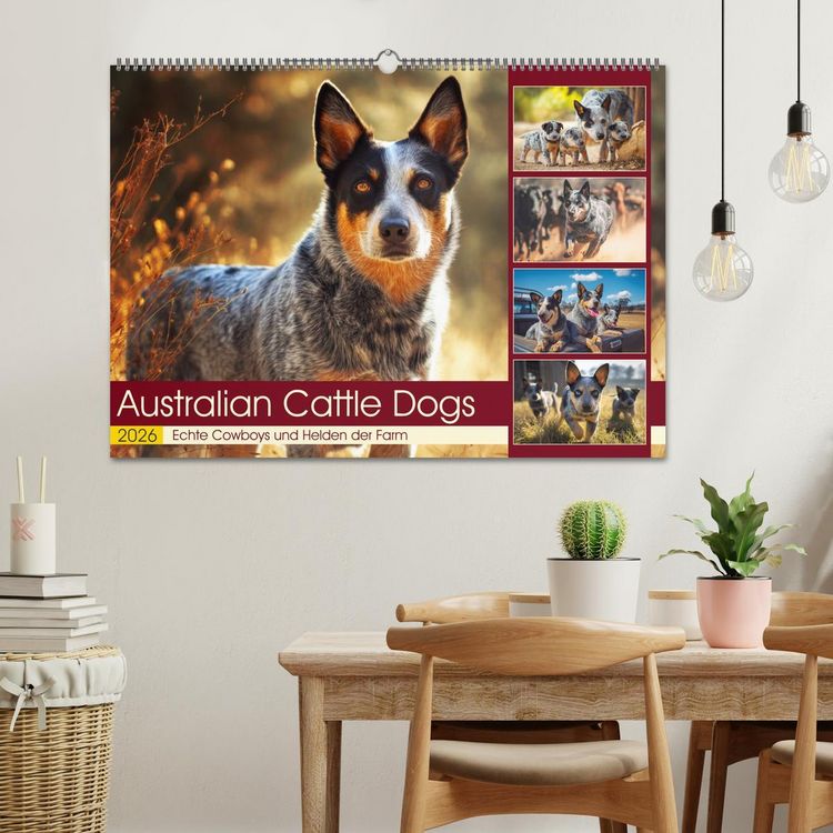 Produktbild: Australian Cattle Dogs. Echte Cowboys und Helden der Farm (Wandkalender 2026 DIN A2 quer), CALVENDO Monatskalender