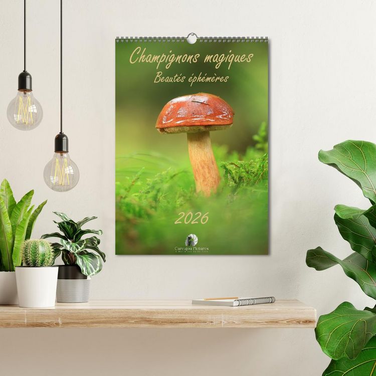 Produktbild: Champignons magiques - Beaut&eacute;s &eacute;ph&eacute;m&egrave;res (Calendrier mural 2026 DIN A3 horizontal), CALVENDO calendrier mensuel