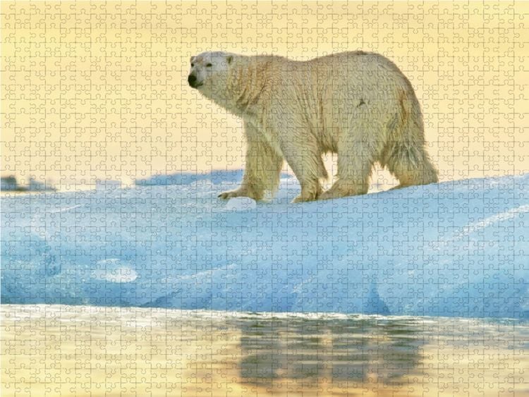 Produktbild: CALVENDO Puzzle Pr&auml;chtiger Eisb&auml;r vor einem leuchtenden Sonnenuntergang. | 1000 Teile Lege-Gr&ouml;&szlig;e 64x48cm Foto-Puzzle f&uuml;r gl&uuml;ckliche Stunden
