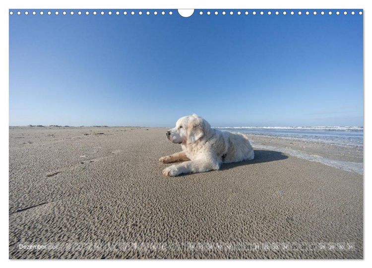 Produktbild: Mit Hunden an den Str&auml;nden von Nord- und Ostsee (Wandkalender 2026 DIN A3 quer), CALVENDO Monatskalender