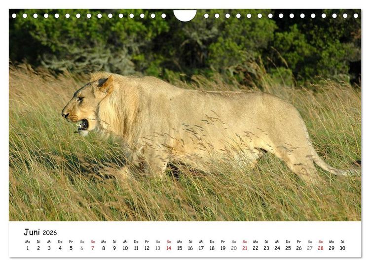 Produktbild: L&ouml;wen Impressionen (Wandkalender 2026 DIN A4 quer), CALVENDO Monatskalender