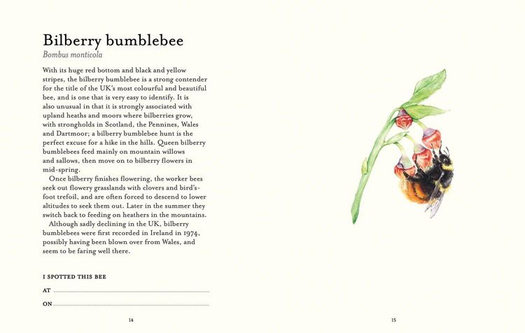 Produktbild: The Bee Spotter's Guide