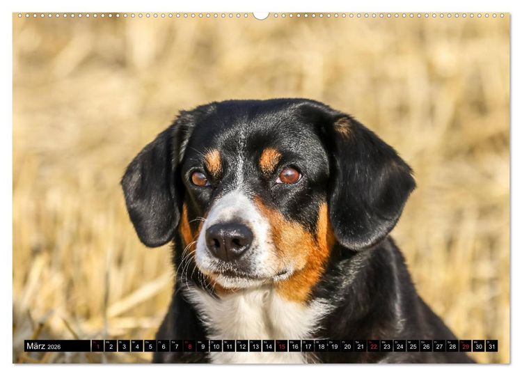 Produktbild: Entlebucher Sennenhund - treue Freunde (Wandkalender 2026 DIN A2 quer), CALVENDO Monatskalender