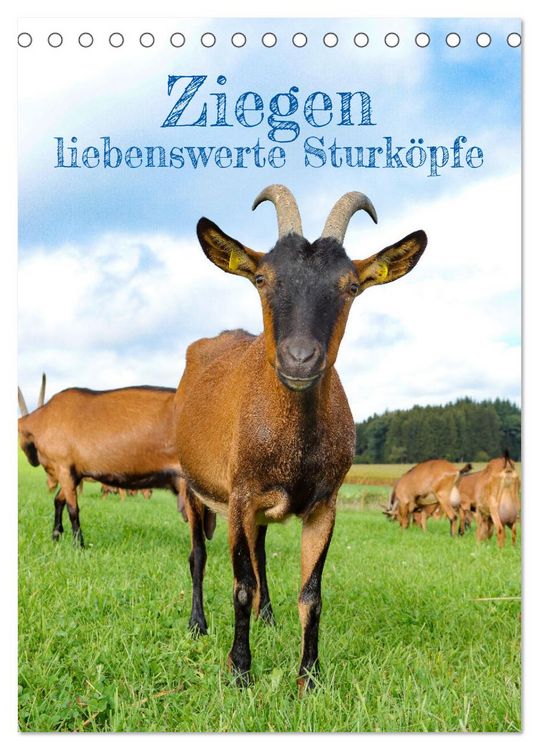 Produktbild: Ziegen - liebenswerte Sturk&ouml;pfe (Tischkalender 2026 DIN A5 hoch), CALVENDO Monatskalender