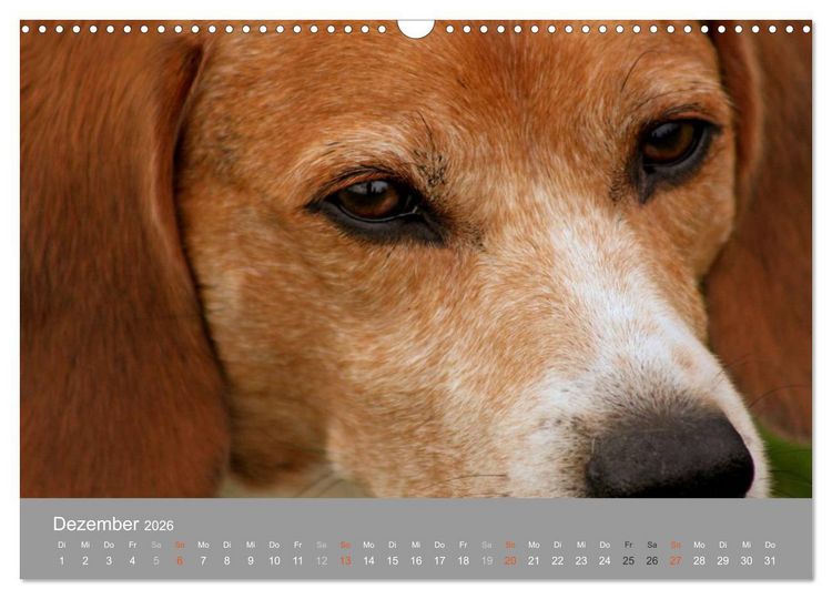 Produktbild: Graue Schnuten - Hunde in den besten Jahren (Wandkalender 2026 DIN A3 quer), CALVENDO Monatskalender
