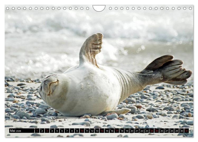 Produktbild: Robben an der Nordsee (Wandkalender 2026 DIN A4 quer), CALVENDO Monatskalender
