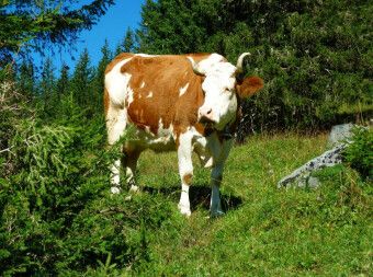 Produktbild: CALVENDO Puzzle Kuh auf der Alm | 2000 Teile Lege-Gr&ouml;&szlig;e 90x67cm Foto-Puzzle f&uuml;r gl&uuml;ckliche Stunden
