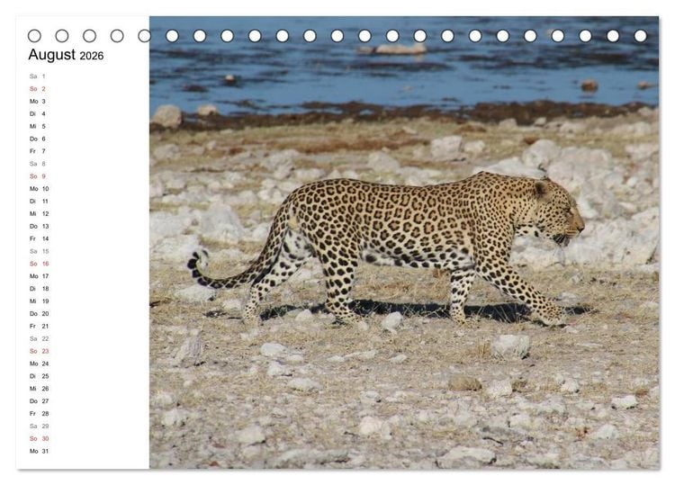 Produktbild: Namibia - Tierische Vielfalt (Planer) (Tischkalender 2026 DIN A5 quer), CALVENDO Monatskalender