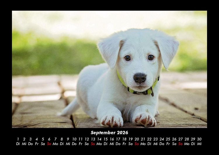 Produktbild: Welpen 2026 Fotokalender DIN A3